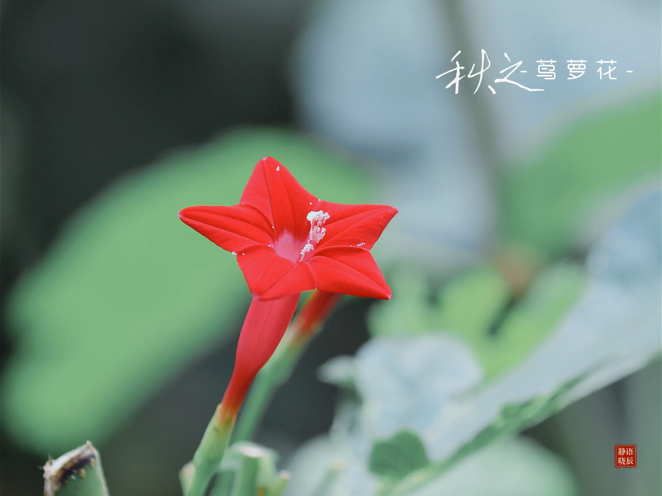 记忆中的那朵花 茑萝花 语辰静晓 Mdeditor