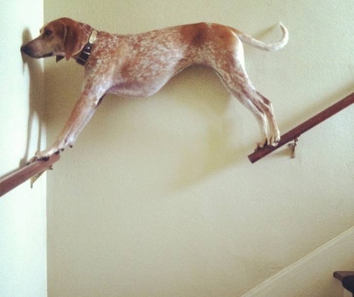 20張狗狗搞笑圖片，趕快給勞資刪了，我不要面子的啊