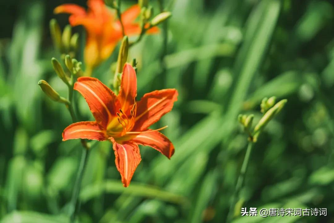 夏天的花儿-第3张图片-诗句网