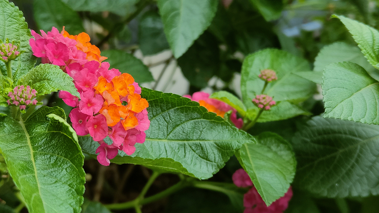 夏日里海风相伴，OPPO Reno5 Pro+记录厦门印象