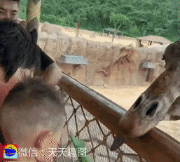 搞笑gif神评：我要买中间这个户型，会动的这个