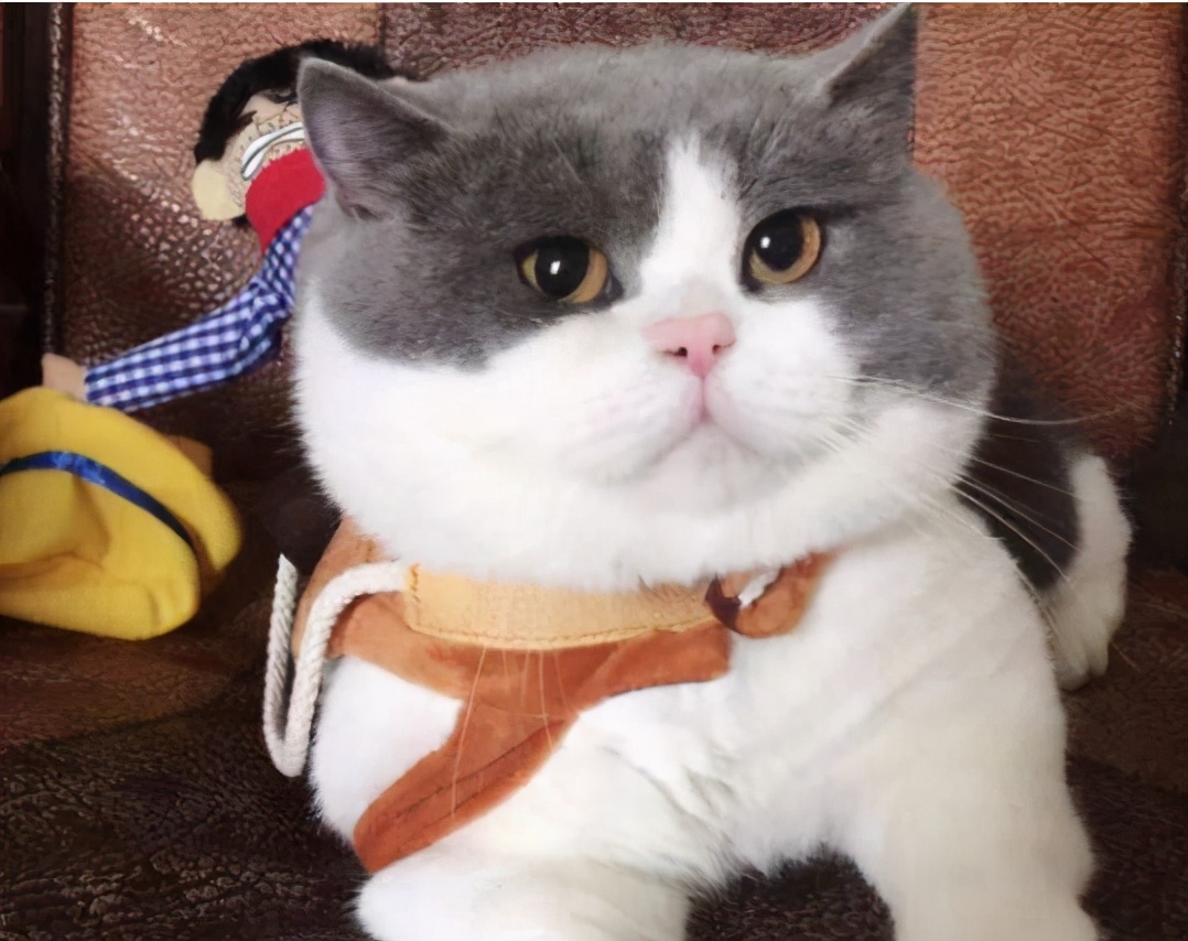 养猫“首选”这7种品种，不仅温顺，还好养