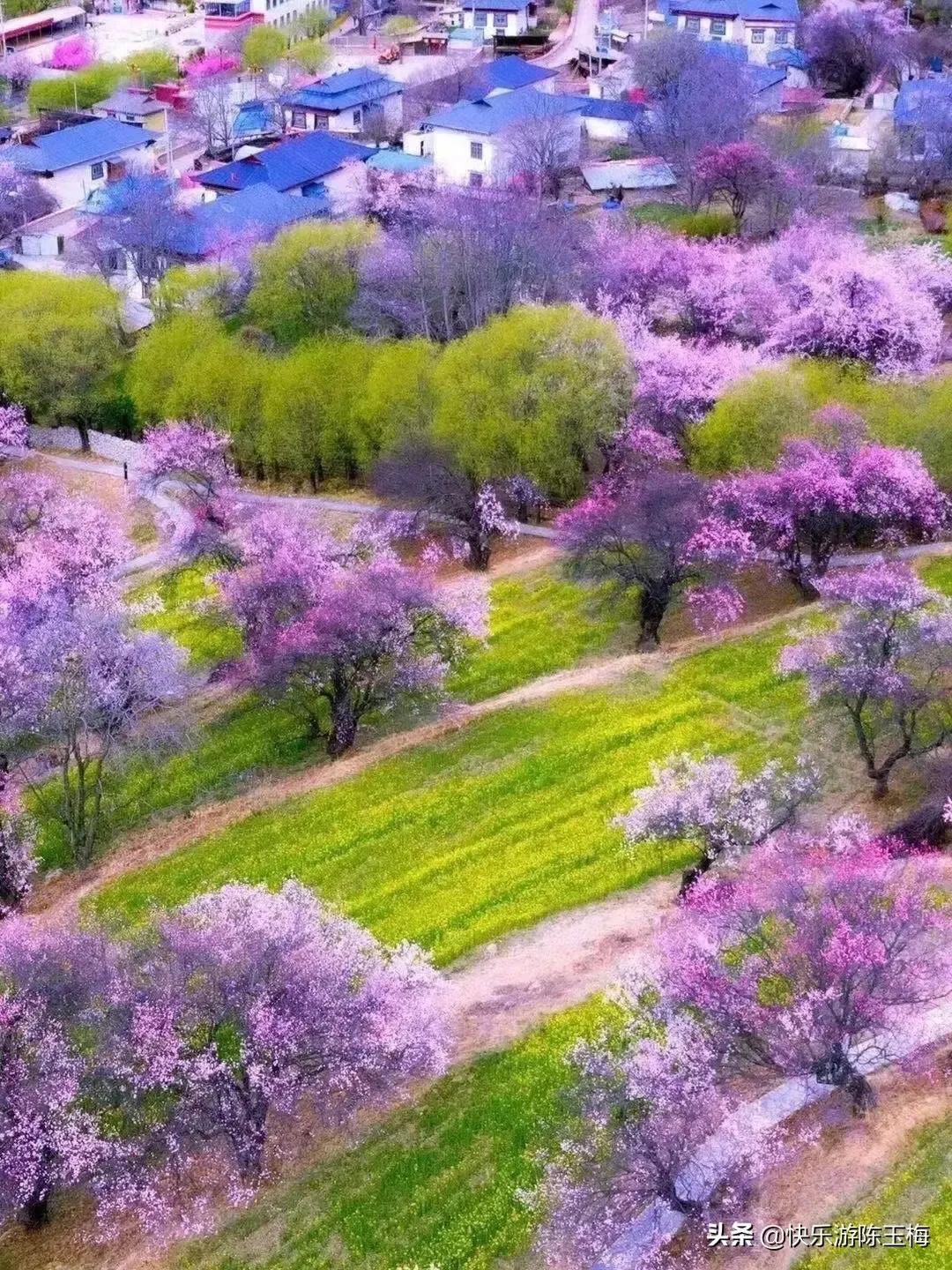 三月賞花季一 西藏林芝看花海 綠水青青 Mdeditor