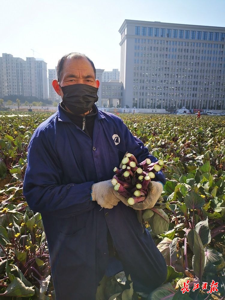 洪山菜薹成为“年货网红”，每天发往全国各地