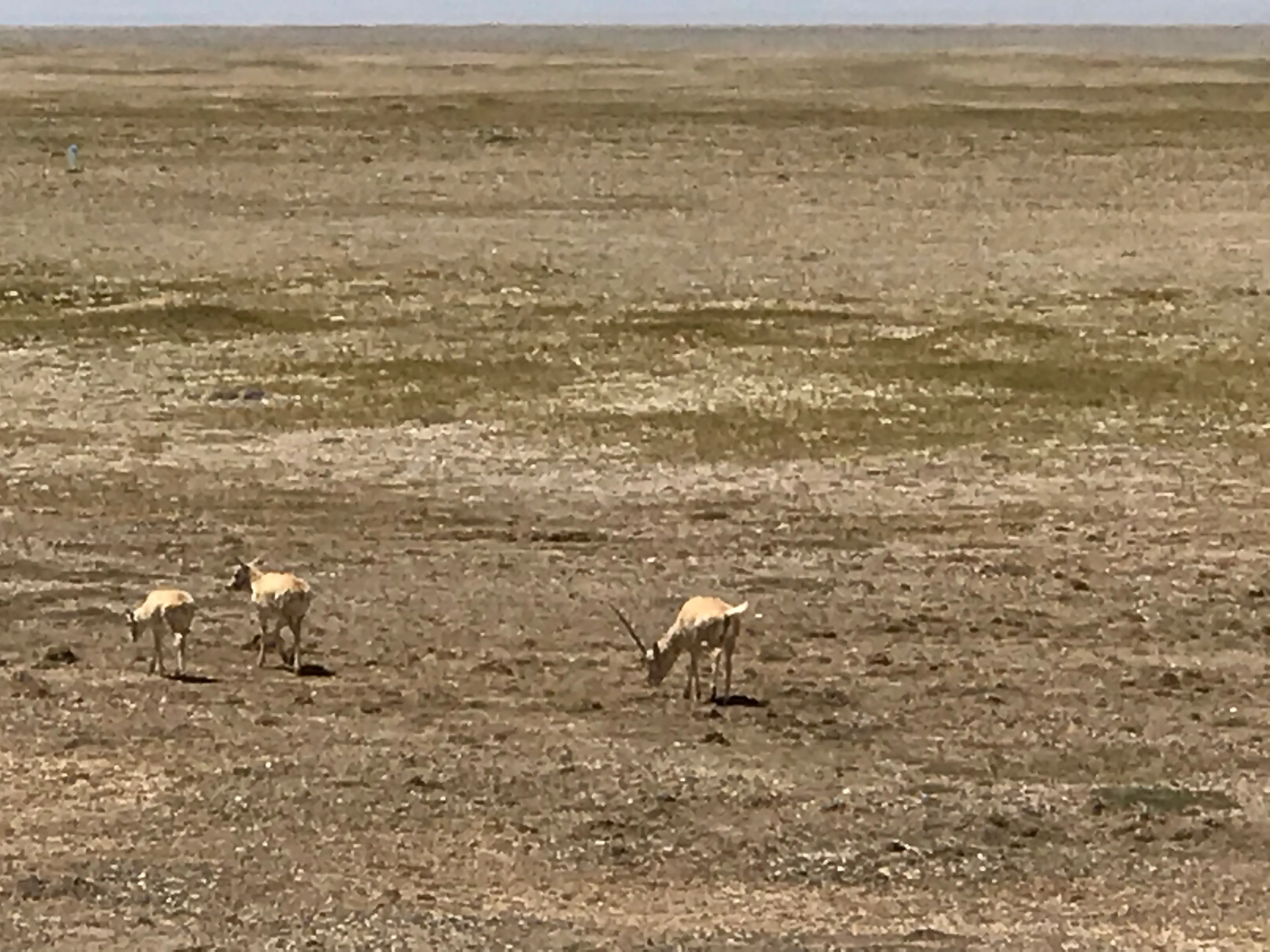 Colorful Qaidam (6) Golmud