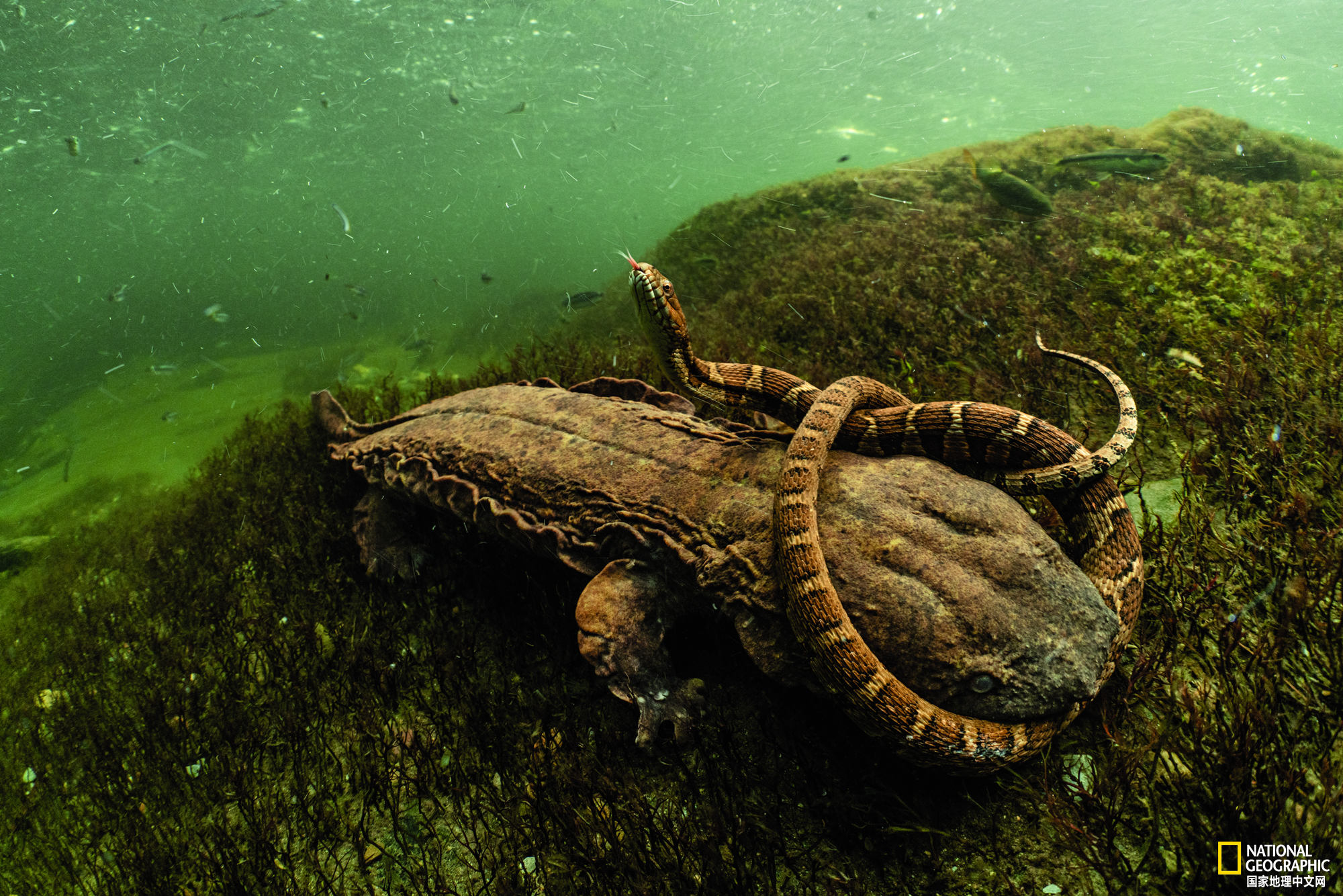 淡水中的脆弱生命