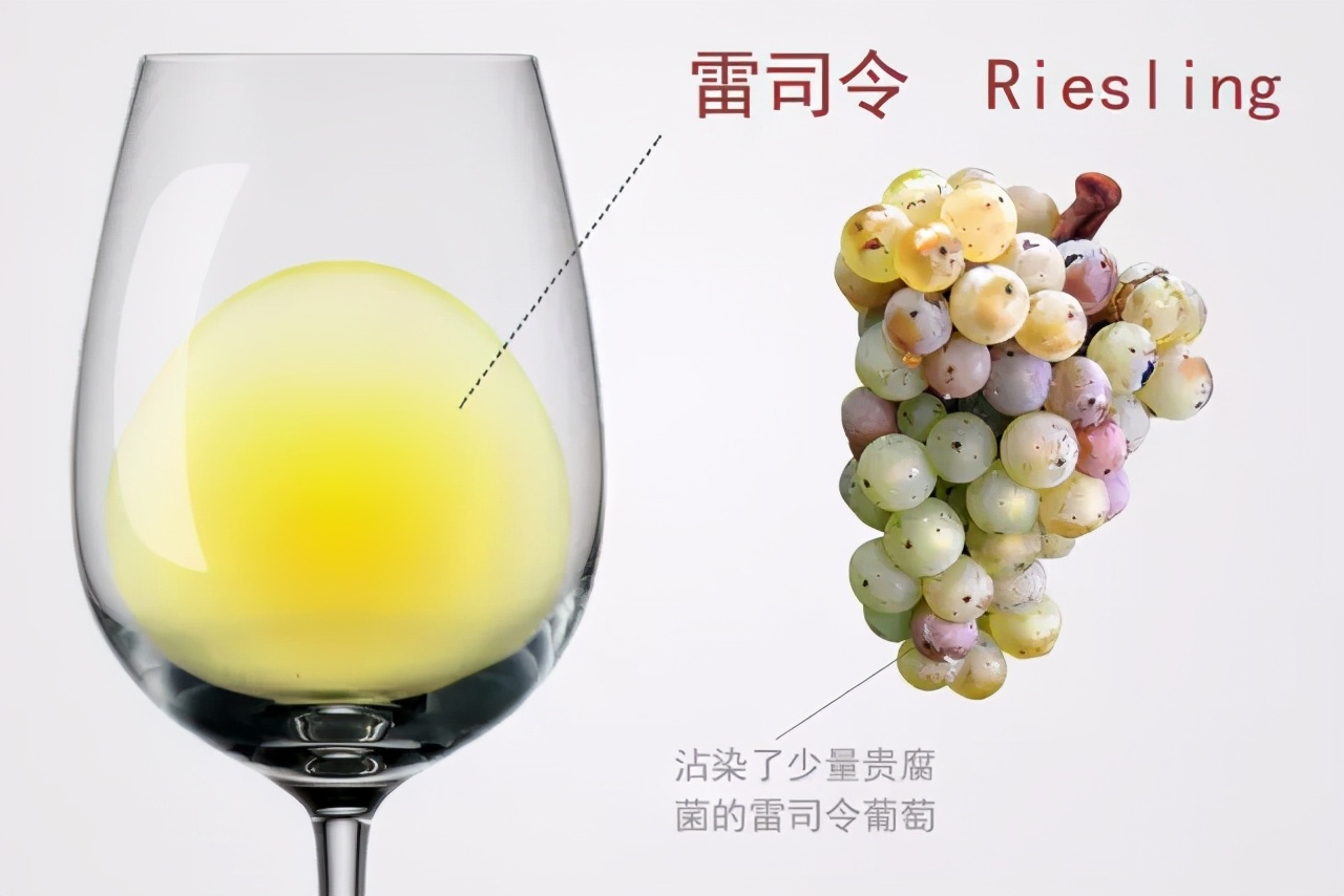 全世界最流行的24大葡萄品种，3分钟看完就算入门了