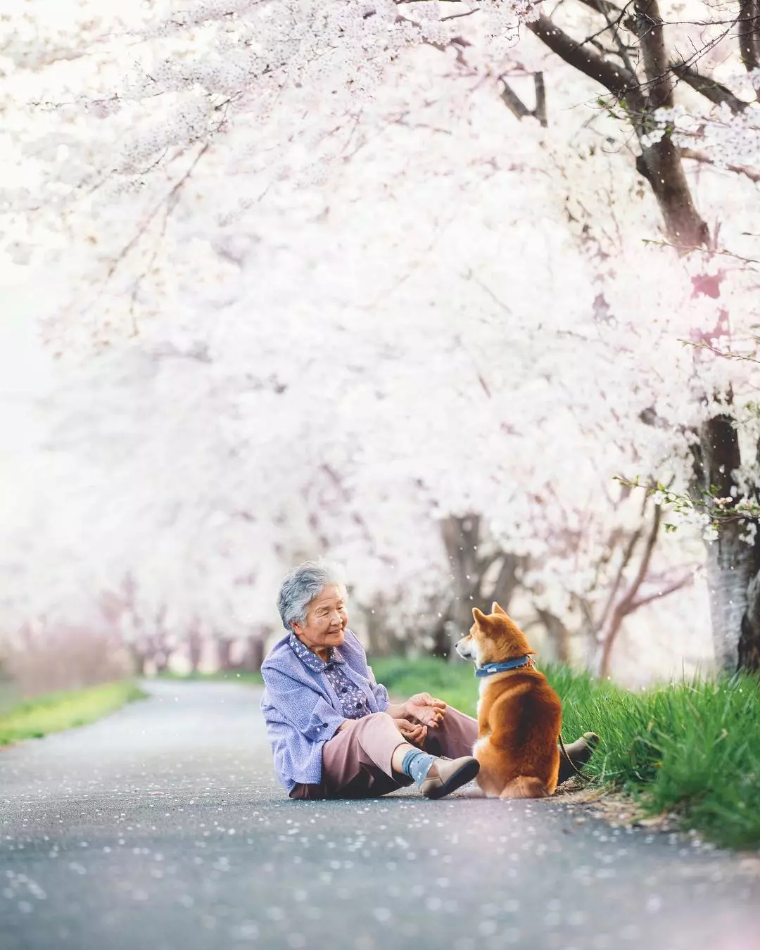 日本81岁奶奶和柴犬同患老年痴呆，分开2年后感人一幕发生了