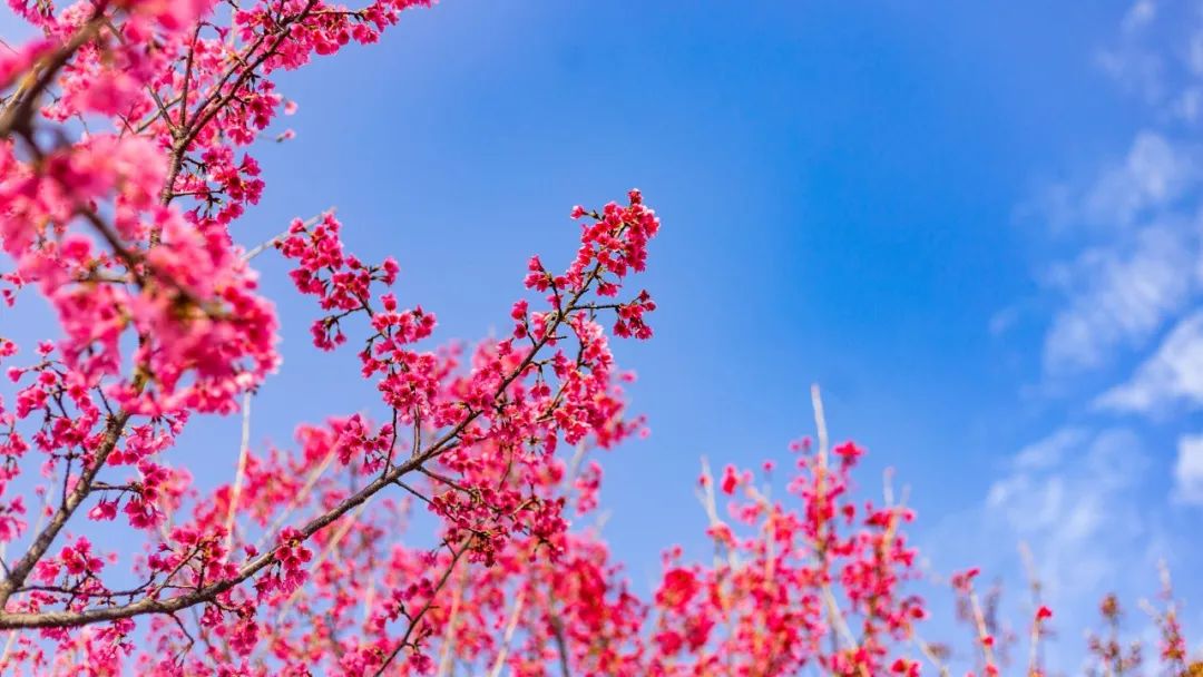 最美的花，开在唐诗宋词里，醉了整个春天-第19张图片-诗句网