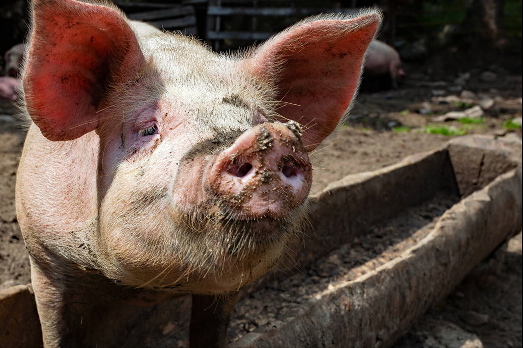 Go no further of price of 12 days of pigs drops repeatedly, prices sole rebounds, price of 4 bad news pigs rises transitory