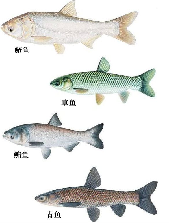 成双配对的四大家鱼：究竟是哪四种鱼？更清晰更简单的辨认方法