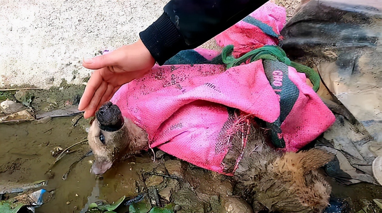 2只小狗被人给抛弃了，四肢被捆绑后扔进河里：心不会痛吗？