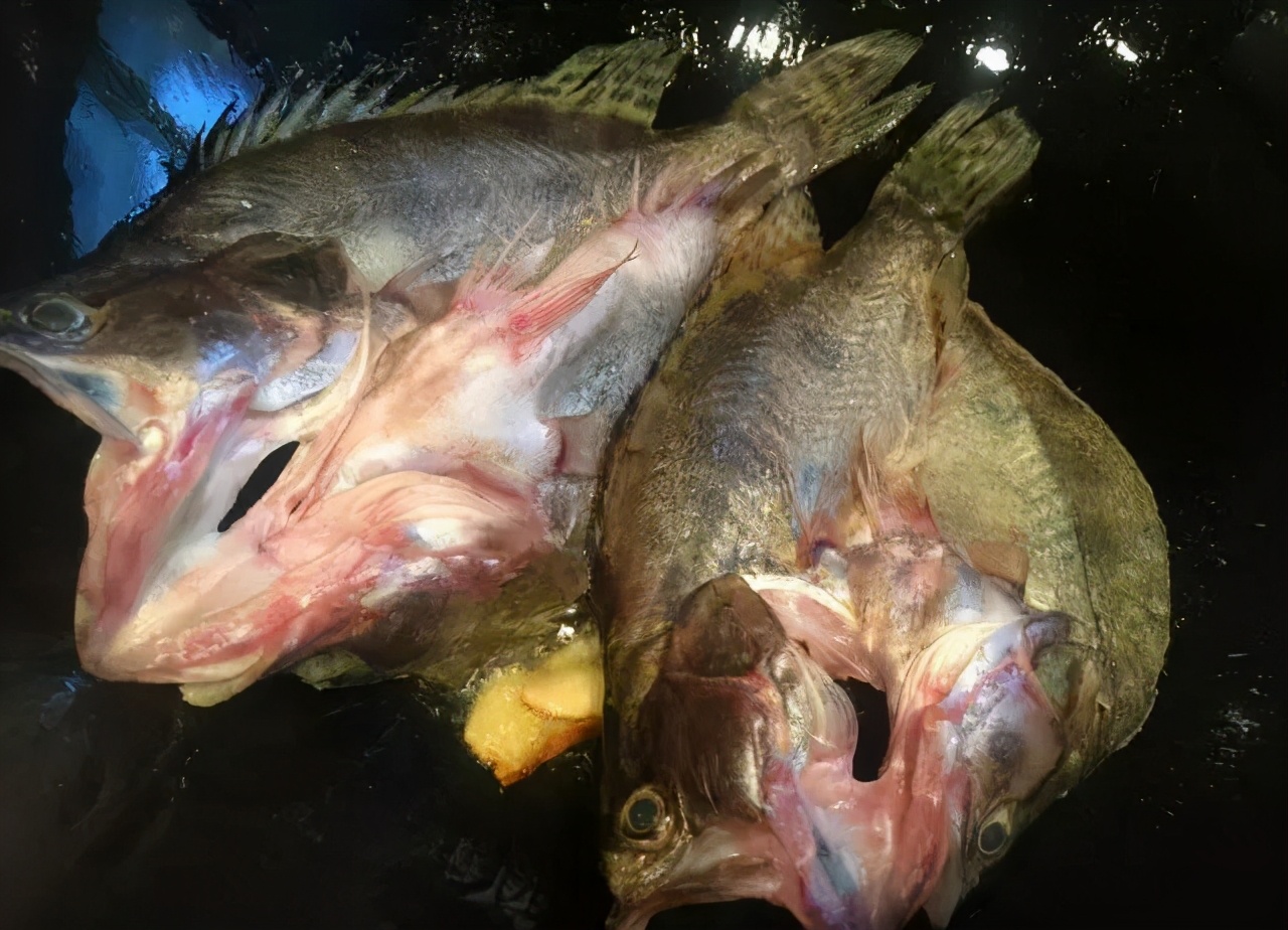 湖北有名的特色美食 红烧小鳜鱼 全网搜