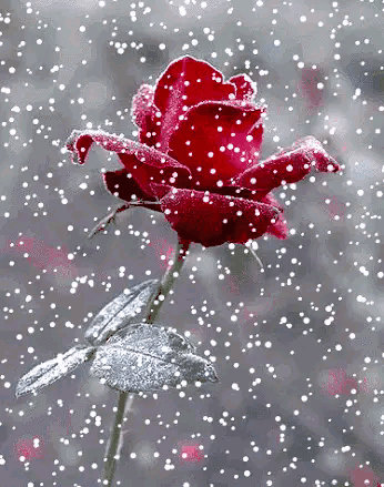 下雪了，诗情画意的冬天来了