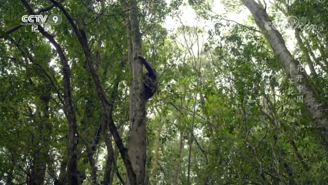 原来“花”也是一种对话，这部纪录片如何记录