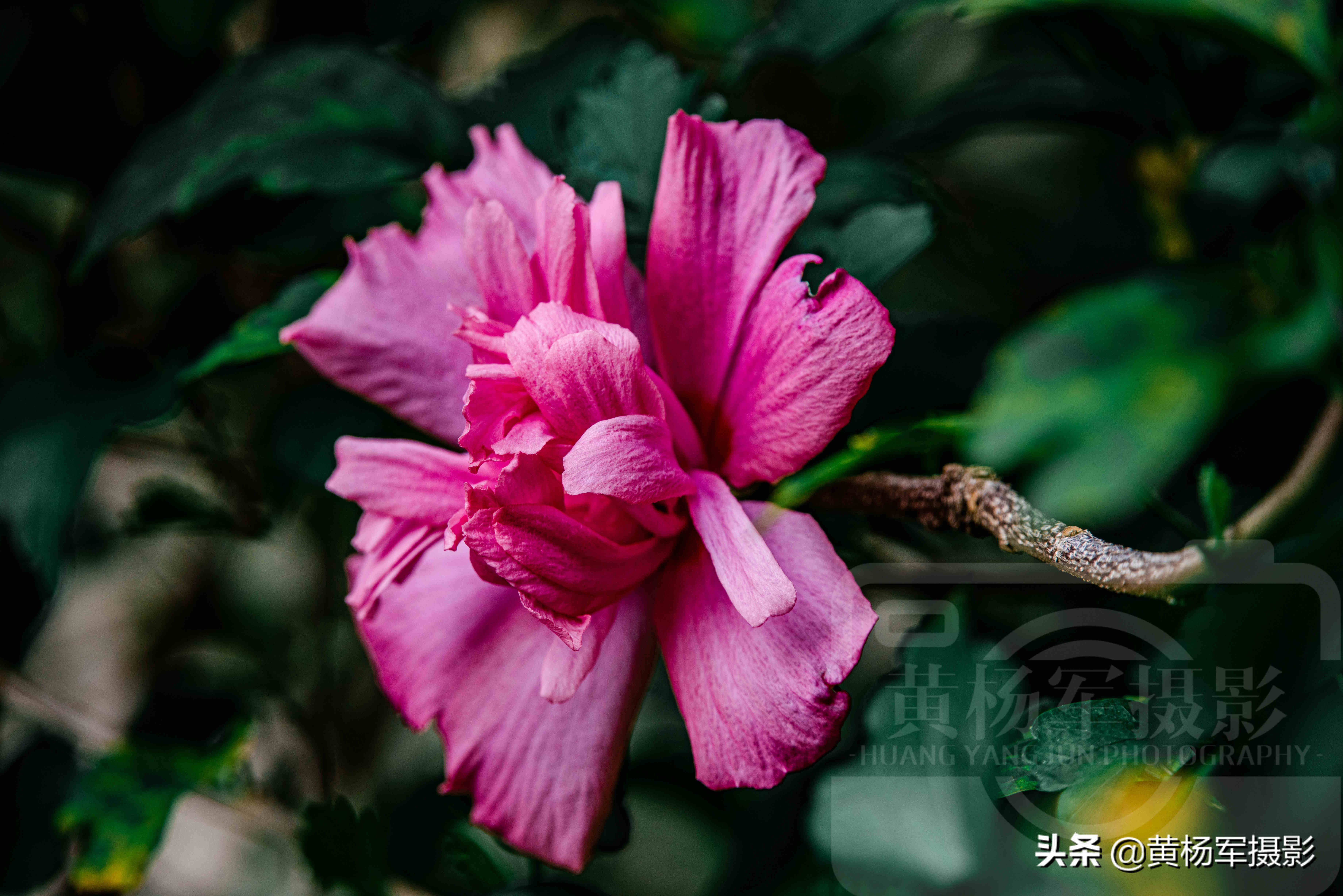 夏日絢爛綻放的木槿花 朝開暮落 豔麗多姿的綠葉紅花非常漂亮 黃楊軍攝影 Mdeditor