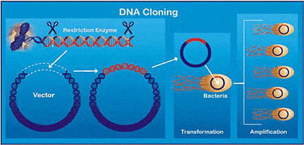 為何現在沒人再提起克隆技術了？看看克隆羊多莉的結局，就明白了