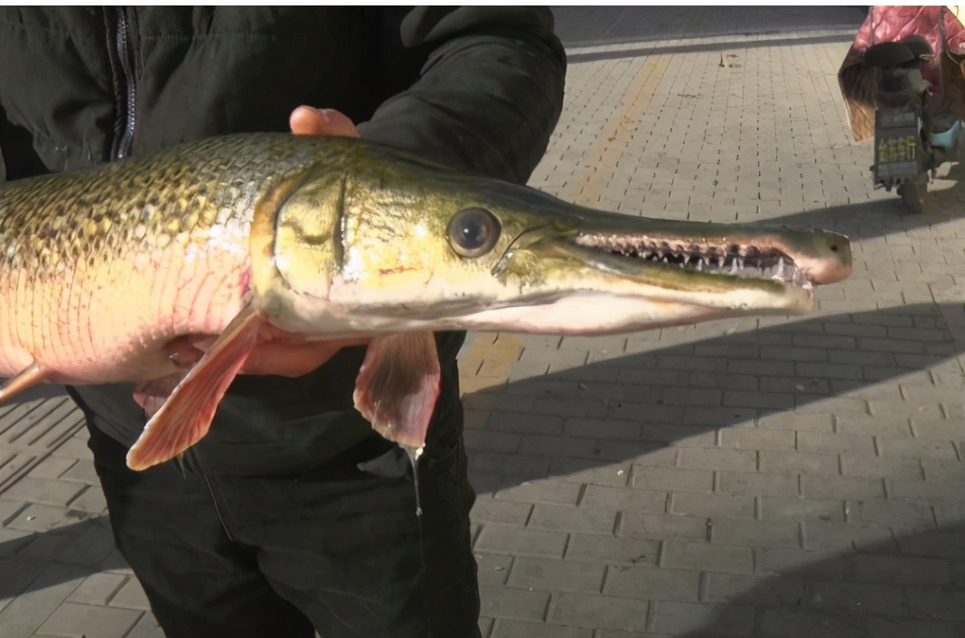 水中杀手雀鳝有着鸭子一样的扁长的嘴巴但是身体又很像鲟