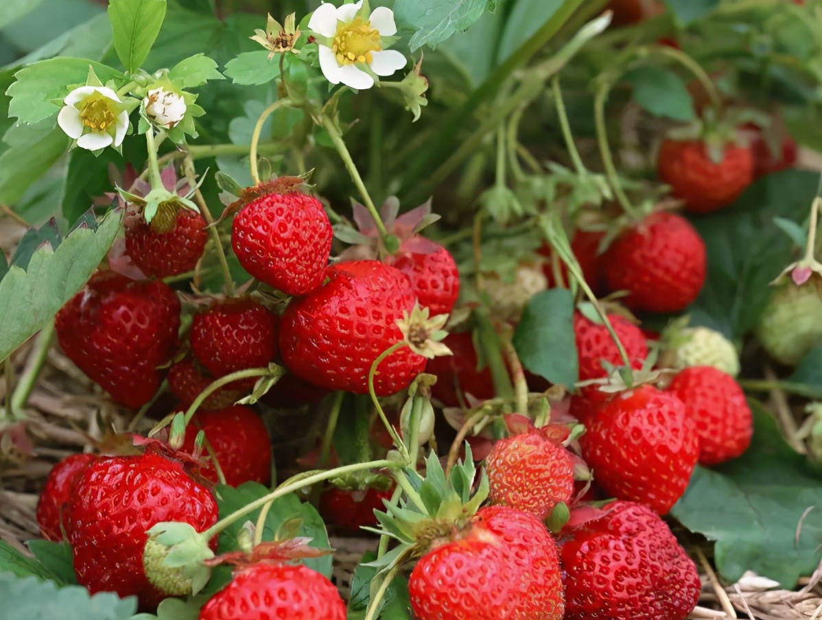 图片[1]-买草莓技巧 “这3种”草莓千万别买 水果贩自己都不吃-起舞食谱网