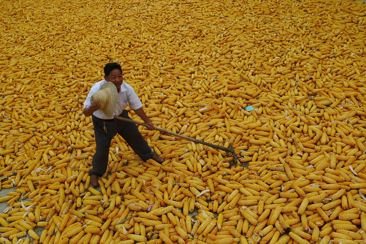 必看！中国计划今年将玉米播种面积提高66.7万公顷