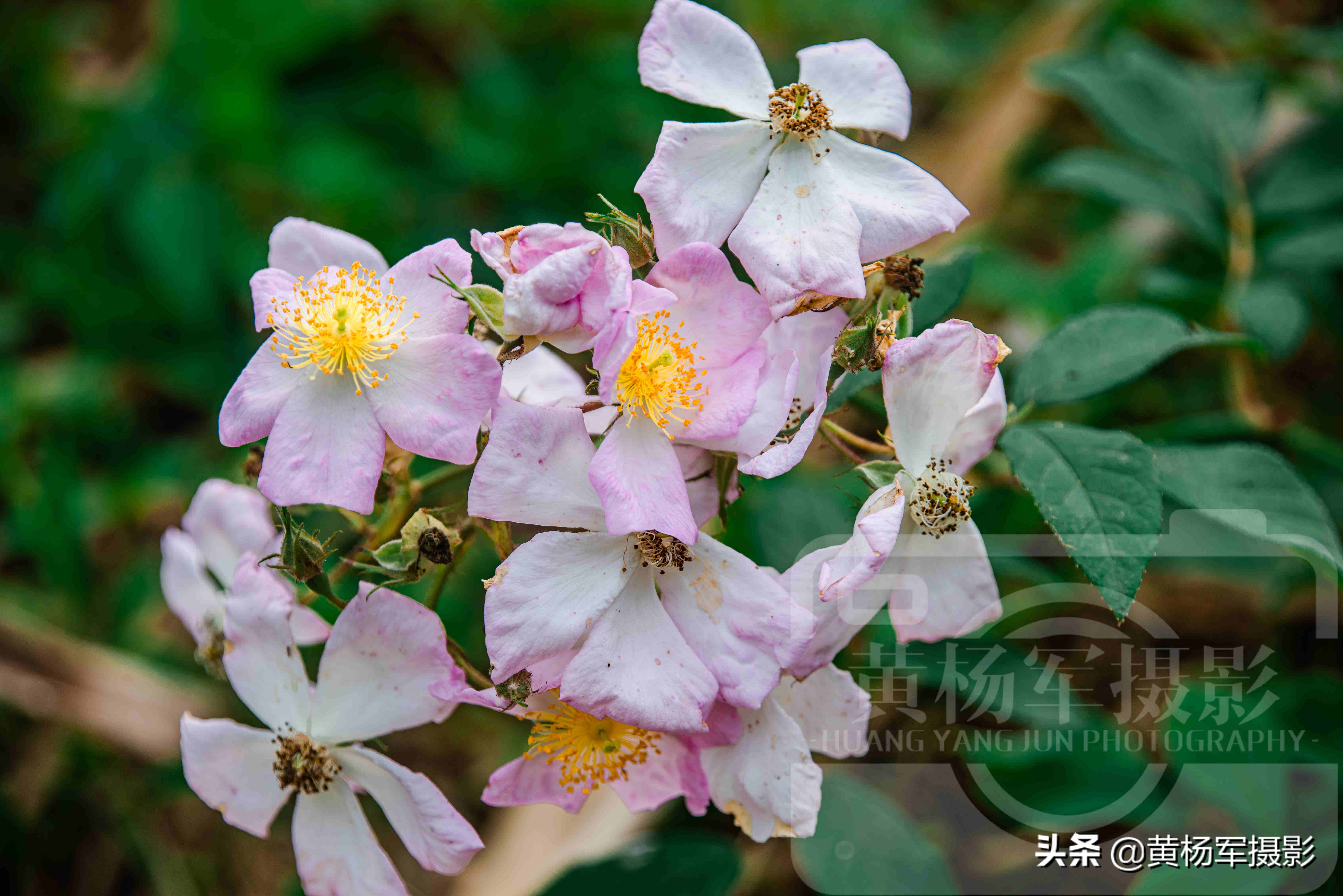 遇見野薔薇花盛開的美麗 豔麗含香的山間野花非常漂亮 花姿嫵媚 黃楊軍攝影 Mdeditor