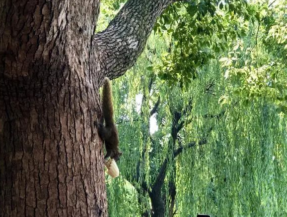 杭州西湖网红松鼠被老鹰抓走，一只只被喂得圆滚滚，神似龙猫