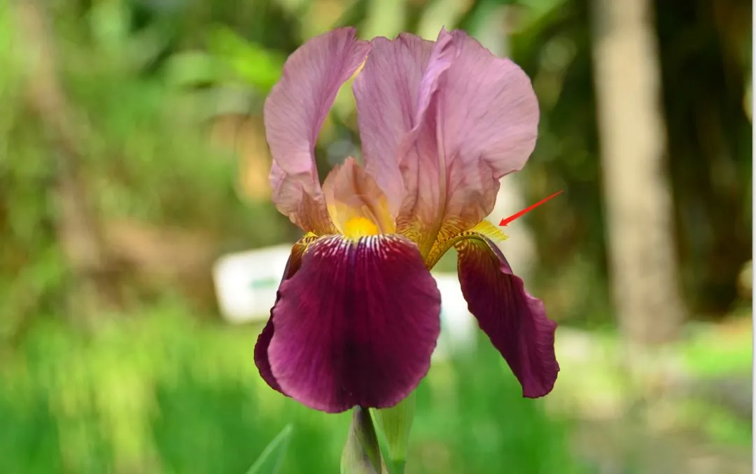 想不到 全球多個品種的這類植物原來都叫鳶尾 中國花卉報 Mdeditor