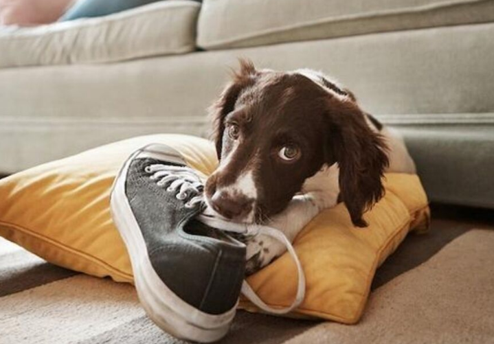 注意：狗狗咬鞋子的原因，可能并不是贪玩