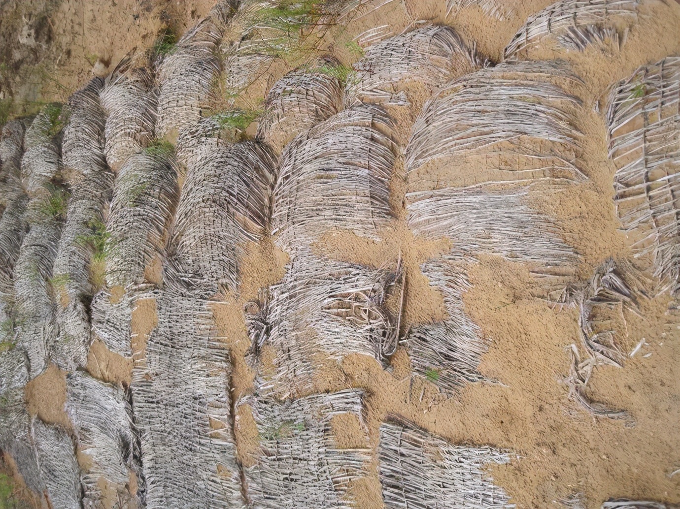 第一個(gè)消失，毛烏素沙漠將從中國地圖抹去，為何植樹是公民義務(wù)？