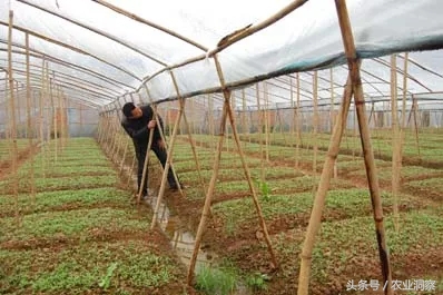 蔬菜大棚造价,蔬菜大棚造价每亩多少钱