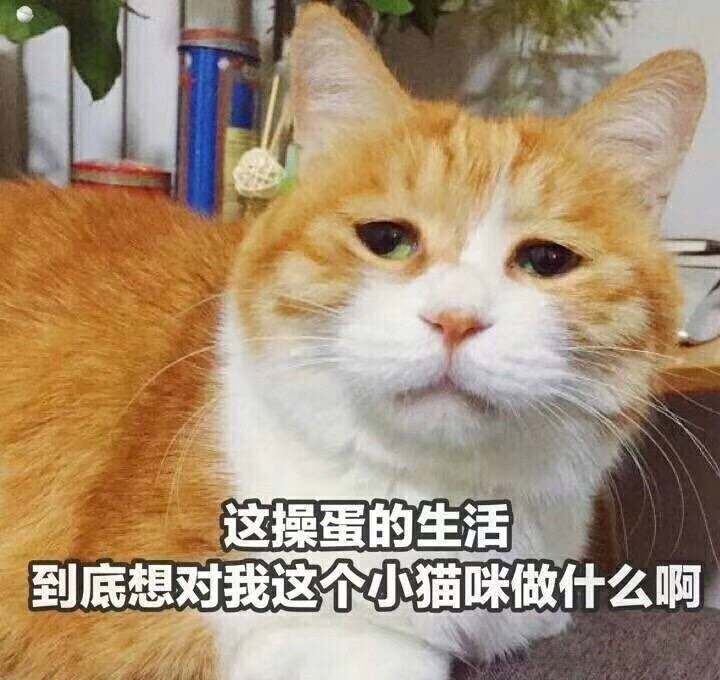 可愛萌貓說了這些搞笑的話