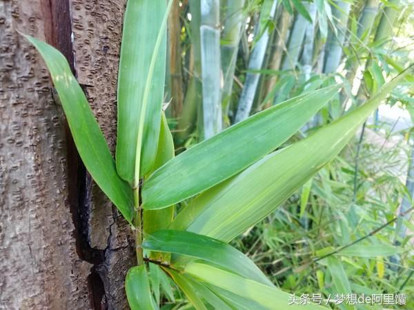 荣耀畅玩7C评测：人脸识别进入百元时代