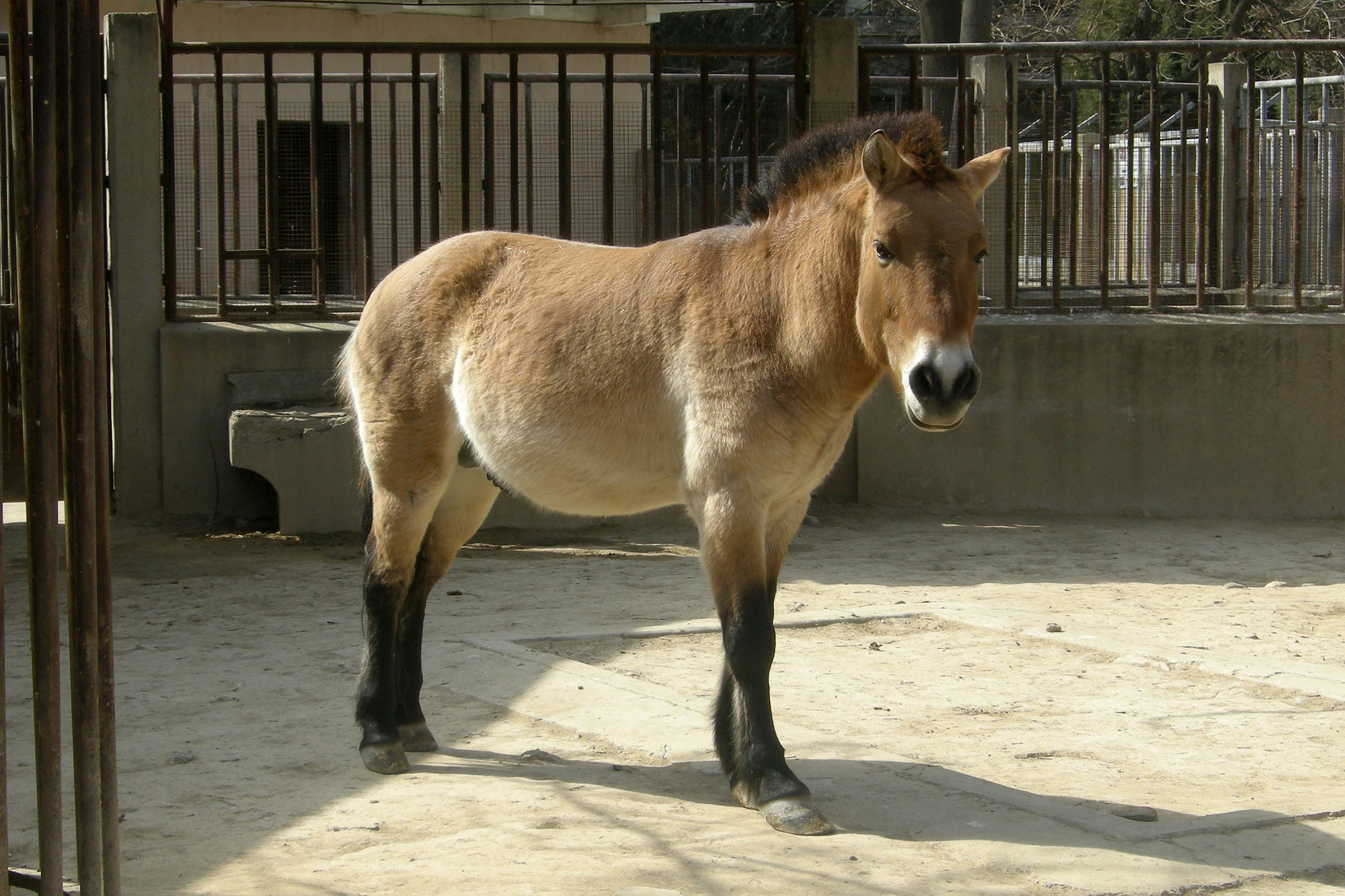 北京动物园的珍稀动物，你见过几个？