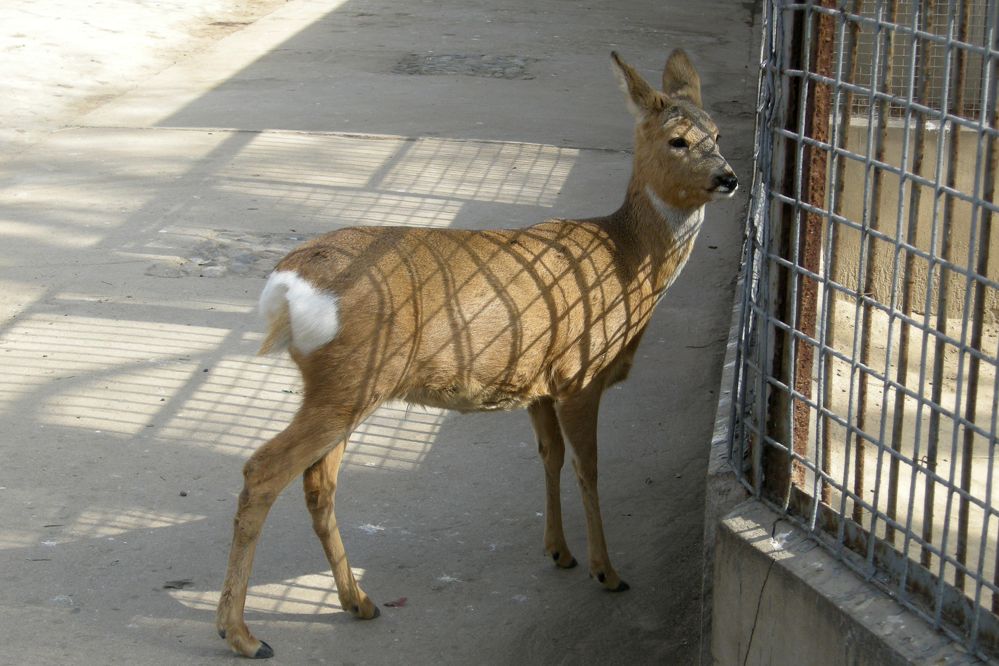 北京动物园的珍贵动物，你了解多少？