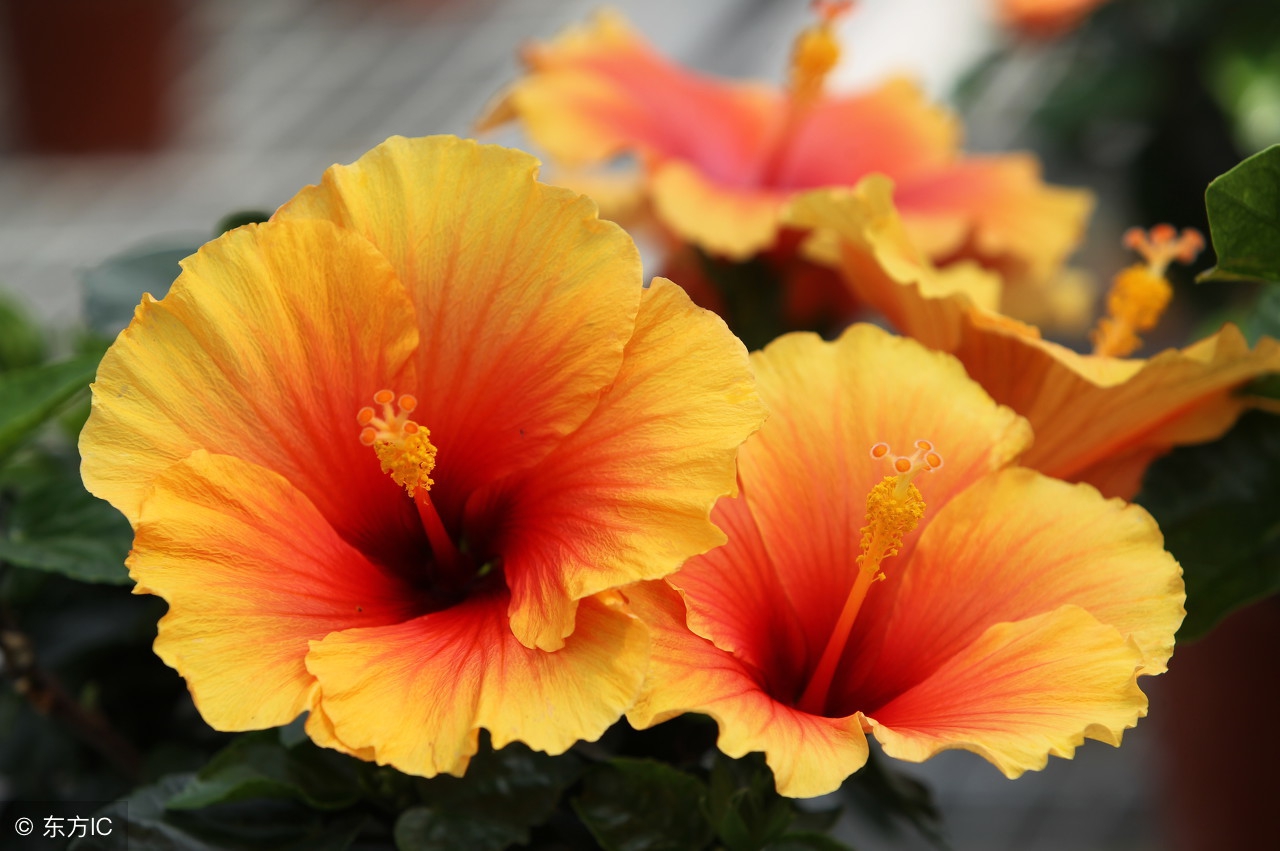 语文备考：中考阅读理解（小说  散文）考点汇总