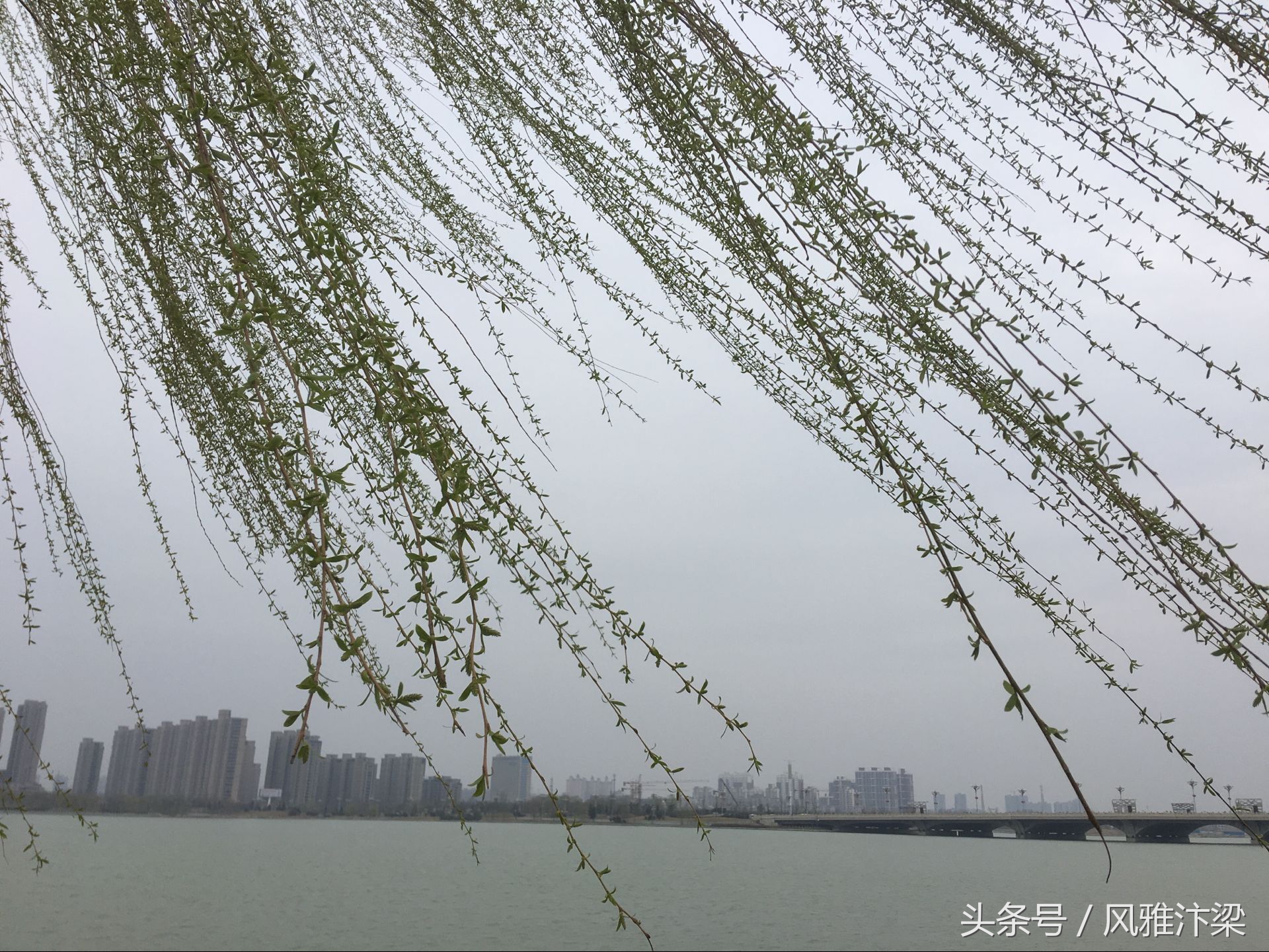 河南开封：站在西湖岸边，细细体味唐朝诗人贺知章的古诗《咏柳》