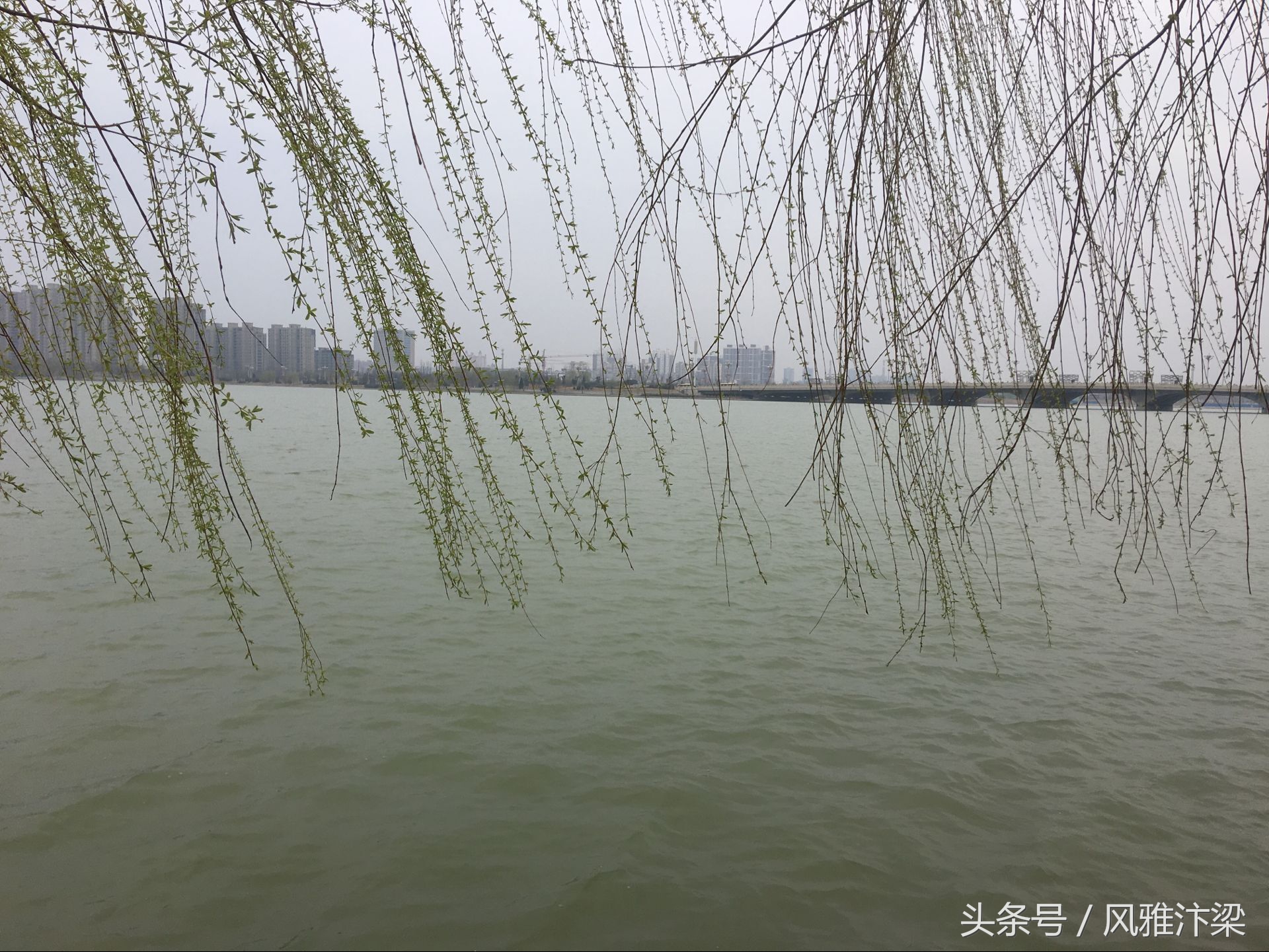 河南开封：站在西湖岸边，细细体味唐朝诗人贺知章的古诗《咏柳》