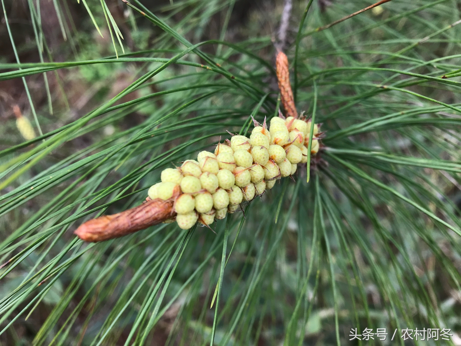 松花粉的功效与作用，松花粉的价格多少钱一斤