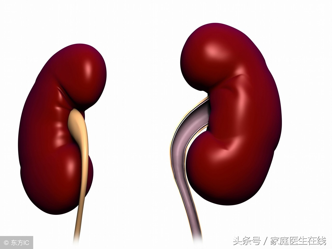 营养师：每天吃一个海参，身体的3件好事全部看得见