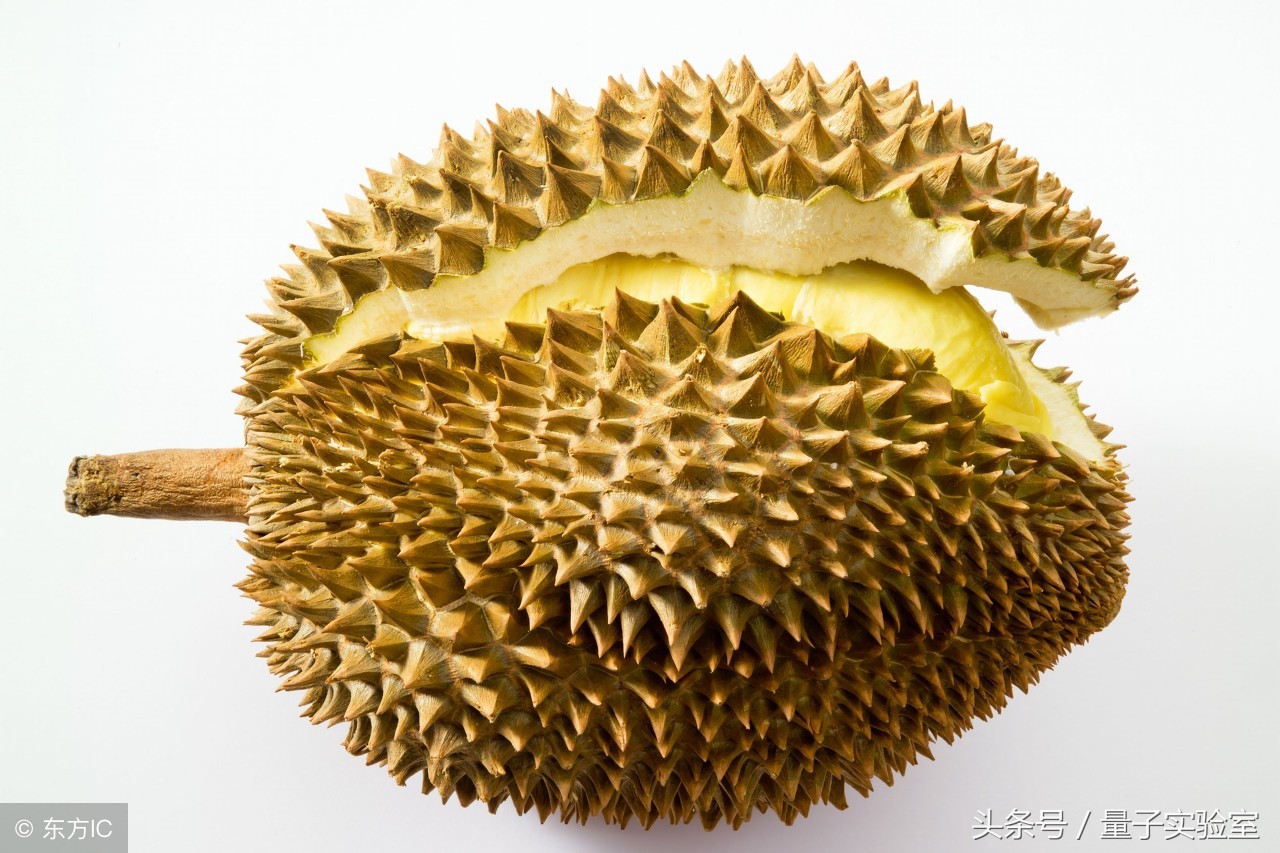 如果牛頓被榴蓮砸到，還會(hui) 發現萬(wan) 有引力嗎？