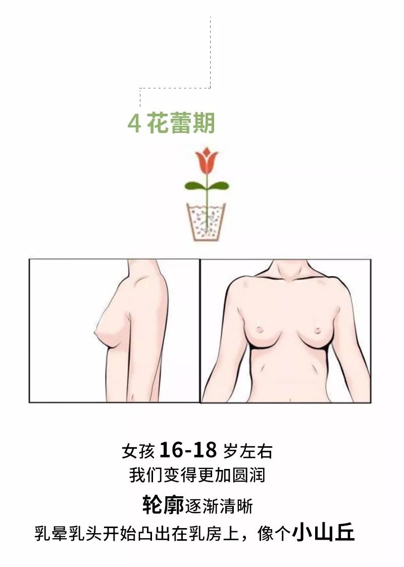 16岁到18岁少女的乳房是什么样子，乳房发育全过程