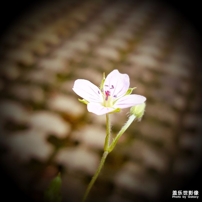 用Galaxy靜看花落是一種好人生境界