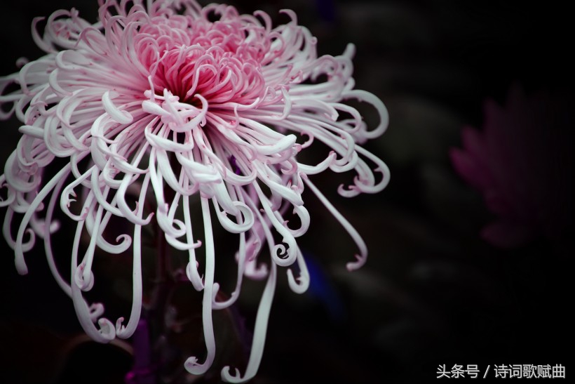 爱国情怀绝妙诗词十首，这才是铁骨铮铮的英雄气概-第10张图片-非凡网
