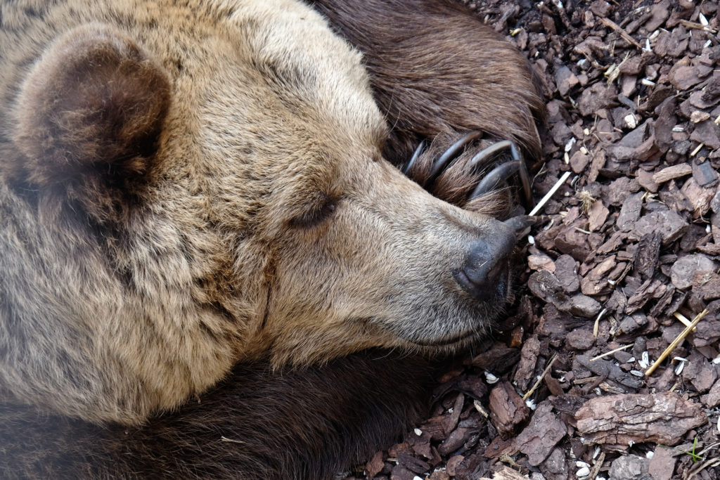 熊冬眠被其他动物偷袭了怎么办 它们得憋尿7个月 不难受吗 资讯咖