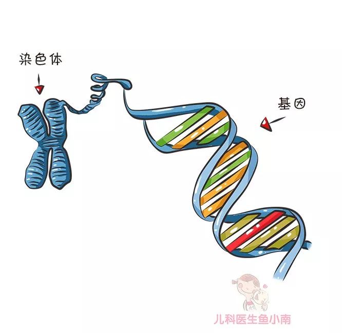 血型是如何遗传的，血型遗传规律表图片