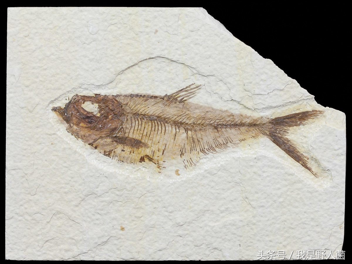 什么是化石,又是如何形成的