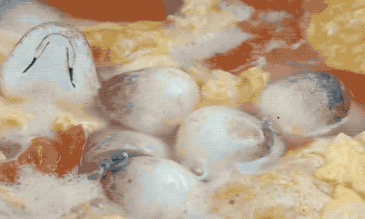 图片[6]-番茄鸡蛋汤做法步骤图-起舞食谱网