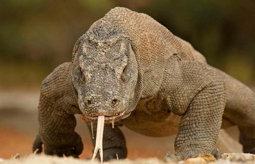 凶狠残暴的动物有哪些(地球上10大最凶猛的动物)