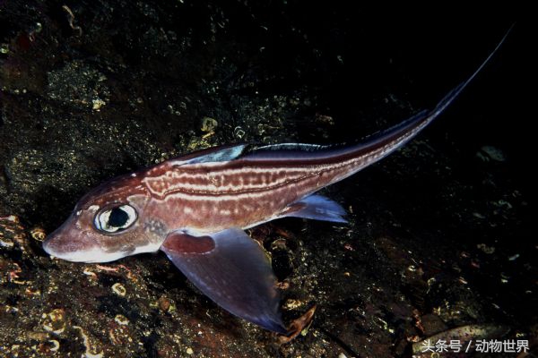 黑面狷羚黑头冕狐猴黑尾鹳黑印叶春蜓红耳长尾猴红腹锦蛙红胸巨嘴鸟红