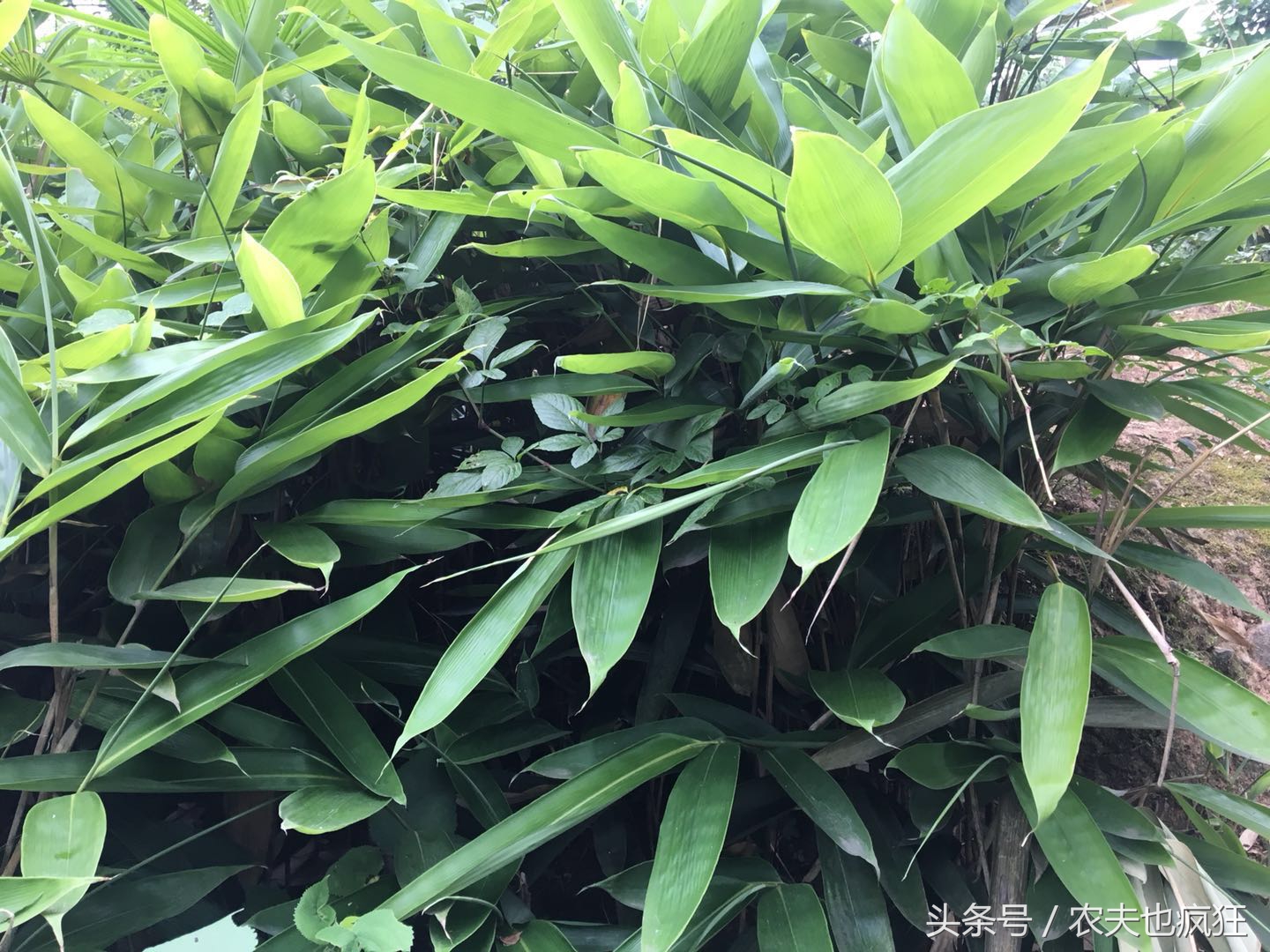 吃了这么多年的粽子，你知道粽叶是什么叶子吗？粽叶树长什么样？